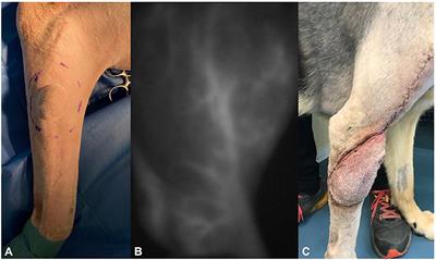 Case Report: Indocyanine Green-Based Angiography for Real-Time Assessment of Superficial Brachialis Axial Pattern Flap Vascularization in Two Dogs